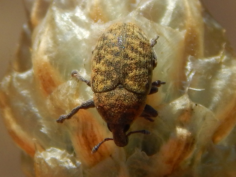 Curculionidae: Larinus (Larinomesius) obtusus